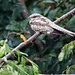 Ladder-tailed Nightjar