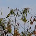 White-winged Parakeet