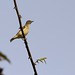 Yellow-bellied Dacnis