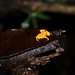 Golden frog - Sapinho dourado
