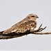 Sand-colored Nighthawk