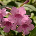 Bignoniaceae Tabebuia roseo alba (Mart. ex. DC.) Standl Peroba