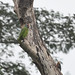 Red-tailed Amazon and Yellow-fronted Woodpecker