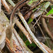 Kentropyx calcarata, Guyane