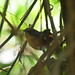 Buff-throated Warbling Finch