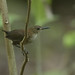 Scaly-breasted Wren_MG_4173