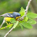 Reinita Tropical, Tropical Parula (Parula pitiayumi) (Setophaga pitiayumi)