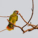 Red-tailed Parrot // Papagaio-de-cara-roxa