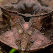 Horned frog (Proceratophrys boiei)