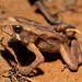 Ornate forest toad (Rhinella ornata)
