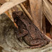 Ornate forest toad (Rhinella ornata)