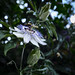 Passion Flower in bloom