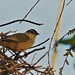 João-de-pau - Rufous-fronted Thornbird