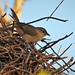 João-de-pau - Rufous-fronted Thornbird