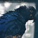 lears ara - Anodorhynchus leari - Lear's macaw