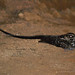 Bacurau-tesoura-gigante (Hydropsalis forcipata)