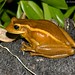 Porto Alegre golden-eyed tree frog