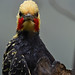 A wet woodpecker