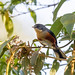 Quete-do-sudeste (Microspingus lateralis) - Buff-throated Warbling-Finch