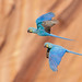 Lear's macaw (Anodorhynchus leari)