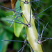 Rose cactus - Pereskia grandifolia