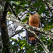 Capuchinbird/Maú/Pájaro capuchino (Perissocephalus tricolor)