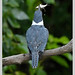 - MARTIN PESCADOR GRANDE.! - Ringed kingfisher (Megaceryle torquata) toma en Lago de Regatas.!  Buenos Aires -Argentina