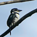 Bobo Coronado, Pied Puffbird (Lesser) (Notharchus tectus) (Notharchus subtectus) (Notharchus tectus subtectus)