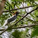 Bearded Bellbird/Araponga-do-nordeste (Procnias averano)