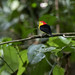 Wire-tailed Manakin (male) in Neotropical (Amazon) Lowland Rainforest, Ecuador