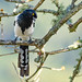 Magpie Tanager (Cissopis leveriana), Itatiaia National Park, Brazil