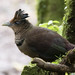 Neomorphus geoffroyi / Rufous-vented Ground-Cuckoo