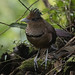 Neomorphus geoffroyi / Rufous-vented Ground-Cuckoo