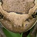 Perereca Dourada / Snouted Treefrog