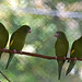 White-winged Parakeets (Elmwood Park Zoo)