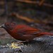 Tiê-do-mato-grosso / Red-crowned Ant-Tanager