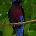 Cotinga cotinga - Purpurlatzkotinga - Purple-breasted cotinga