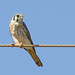American Kestrel (Falco sparverius), juvenile