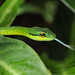 Parrot Snake - Leptophis ahaetulla (Colubridae, Colubrinae) 110p-5851