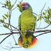 Papagaio-de-cara-roxa (Amazona brasiliensis)