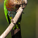 Perroquet maillé, Guyane