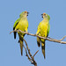 Peach-fronted Parakeet (Eupsittula aurea)