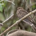 Añapero colibandeado, Nyctiprogne leucopyga, Band-tailed Nighthawk