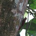 Grimpar à longue queue Deconychura longicauda  Long-tailed Woodcreeper