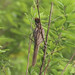 Striped Cuckoo - Tapera naevia - Reserva San Francisco, Panamá, Panama - June 15, 2021