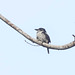 Pied Puffbird - Notharchus tectus - Darién, Panama - June 15, 2021