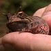 Proceratophrys boiei (Boie's Frog; Rio de Janeiro's Smooth Horned Frog)