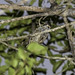 Female White-barred Piculet (Picumnus cirratus) on the Branch of the Tree - Pica-pau-anão-barrado Fêmea no Galho da Árvore
