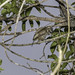 Female White-barred Piculet (Picumnus cirratus) on the Branch of the Tree - Pica-pau-anão-barrado Fêmea no Galho da Árvore