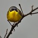 Pia-cobra - Masked Yellowthroat